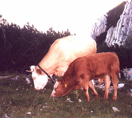 Cows on the Mountain