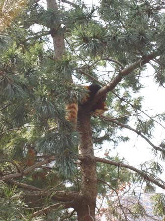 2003-03-18 094 Red Panda