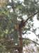2003-03-18 094 Red Panda