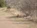 2004-03-24 212 Road Runner
