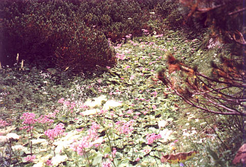 A Spray of Mountain Flowers
